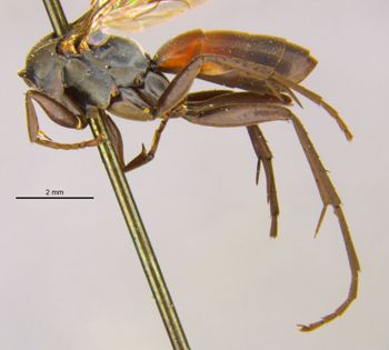Media type: image;   Entomology 28151 Aspect: habitus lateral view